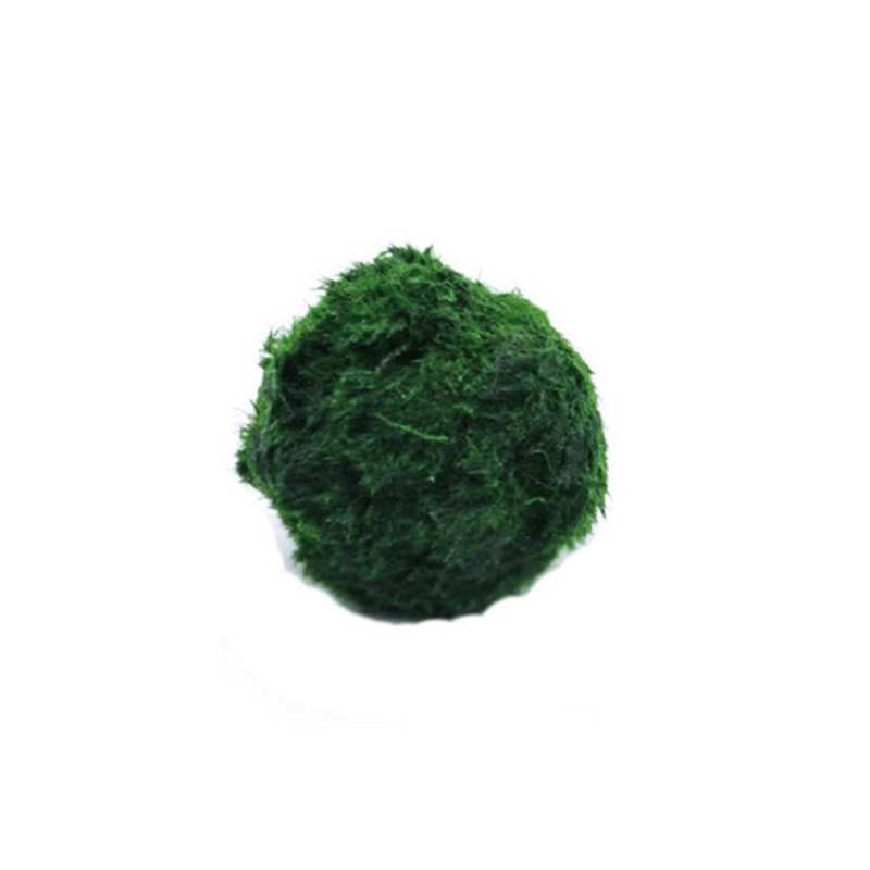 Aquarium Planted Tank Substrate - Marimo Mos Ballen Live Aquarium Plant