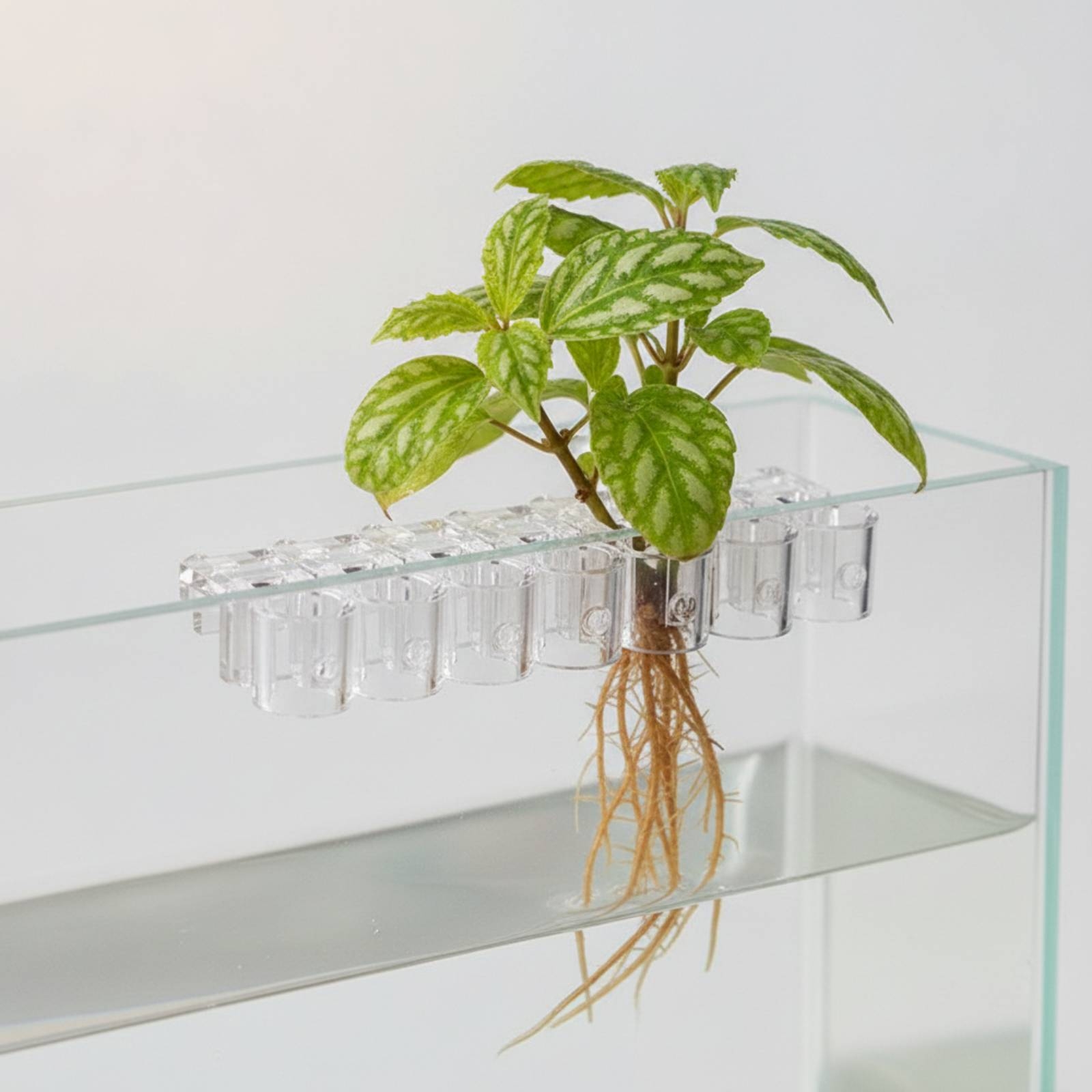 6 stuks Aquarium Planter Clear - Aquarium Planted Plants recensie en prijs