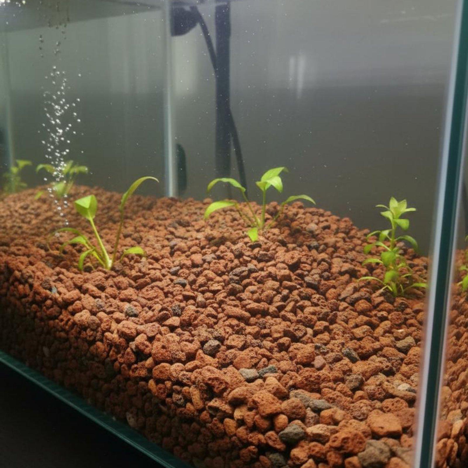 Aquariumdecoratie: natuurlijke - Planted Aquarium With Rocks recensie en prijs