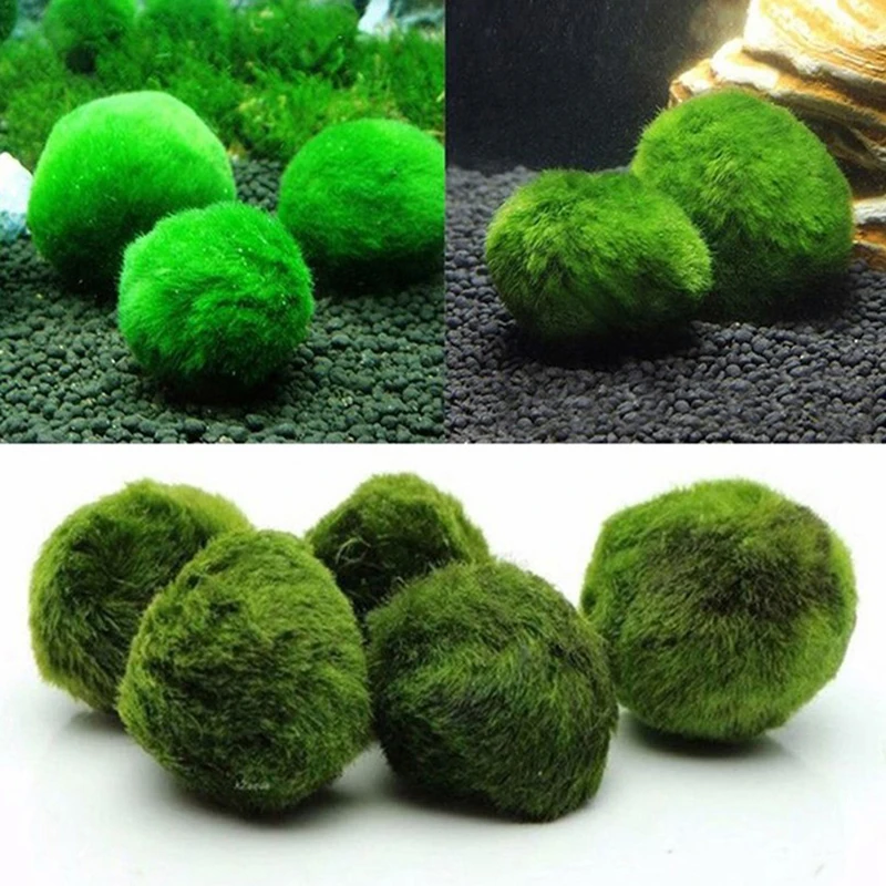 1 Stuks 3-4 Cm Mos Ballen Live - Aquarium Planted Tank Substrate recensie en prijs