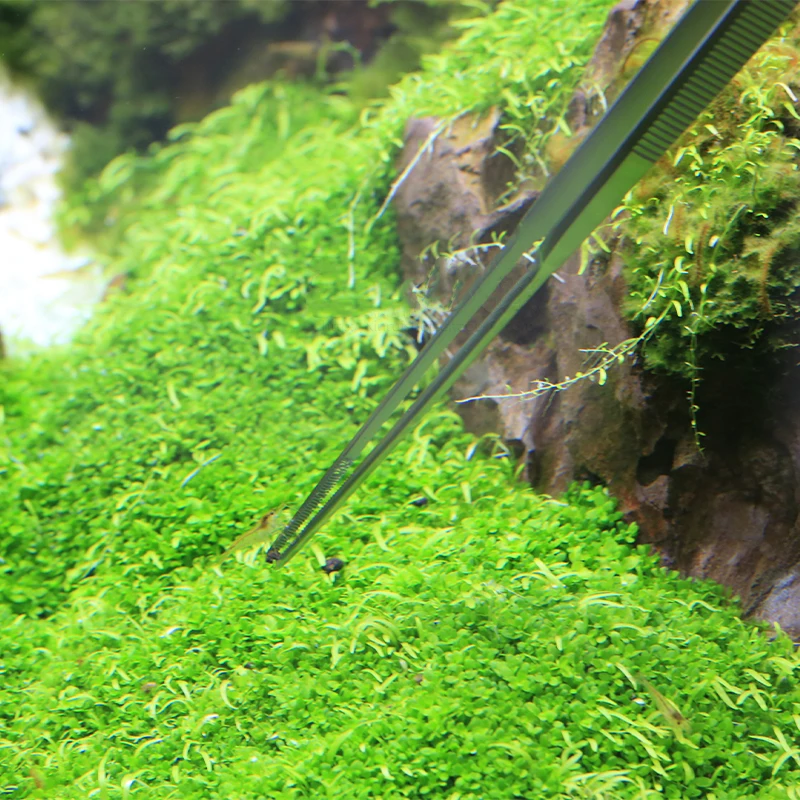 VIV ADA kwaliteit roestvrijsta - Planted Aquarium Ada recensie en prijs