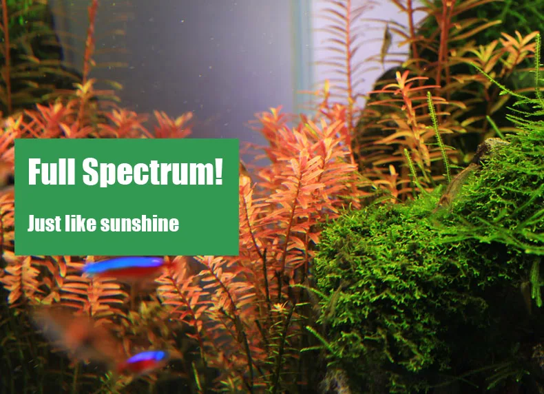 Spiritedos C-serie ADA-stijl P - Planted Aquarium Ada recensie en prijs