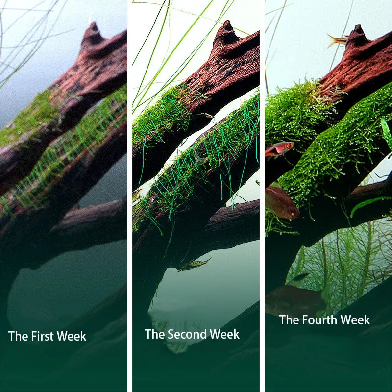 Biologisch afbreekbare aquariu - Planted Aquarium With Rocks recensie en prijs